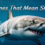Names That Mean Shark